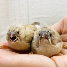 🍡みたらし団子おふたつで〜🧡キンカ鳥フォーンやって来た！！