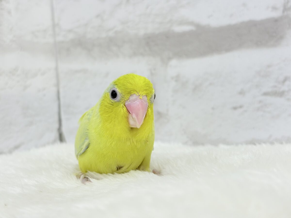 マメルリハ