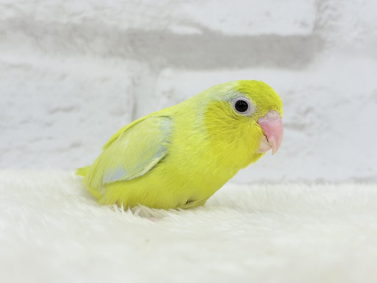 マメルリハ