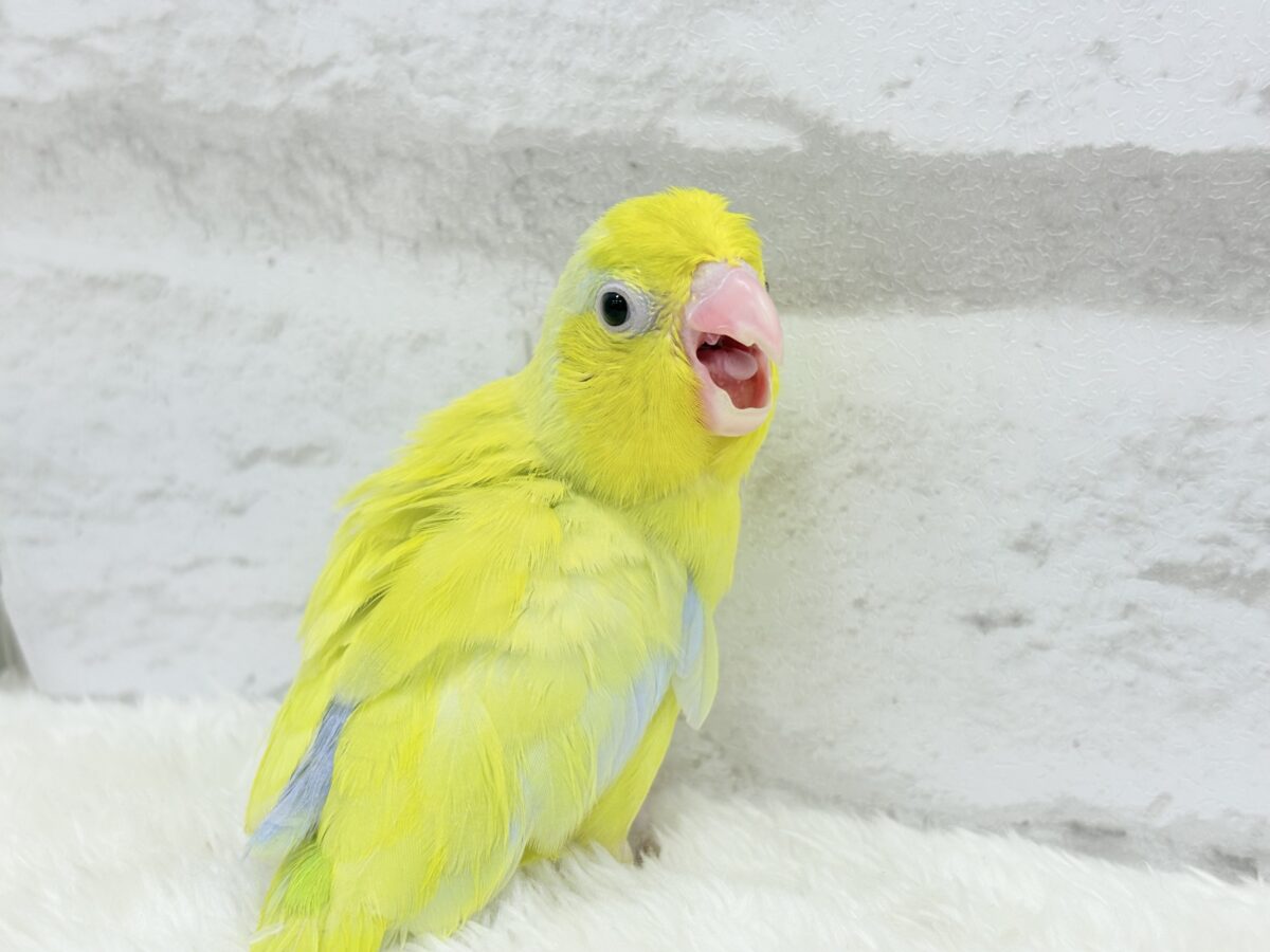 マメルリハ