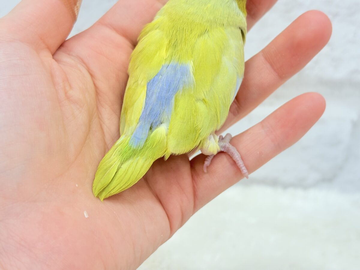 マメルリハ