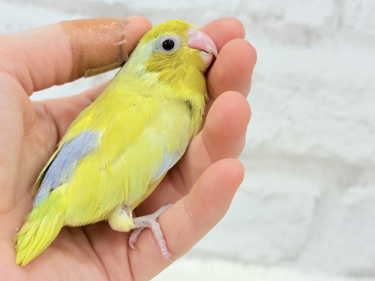 マメルリハ