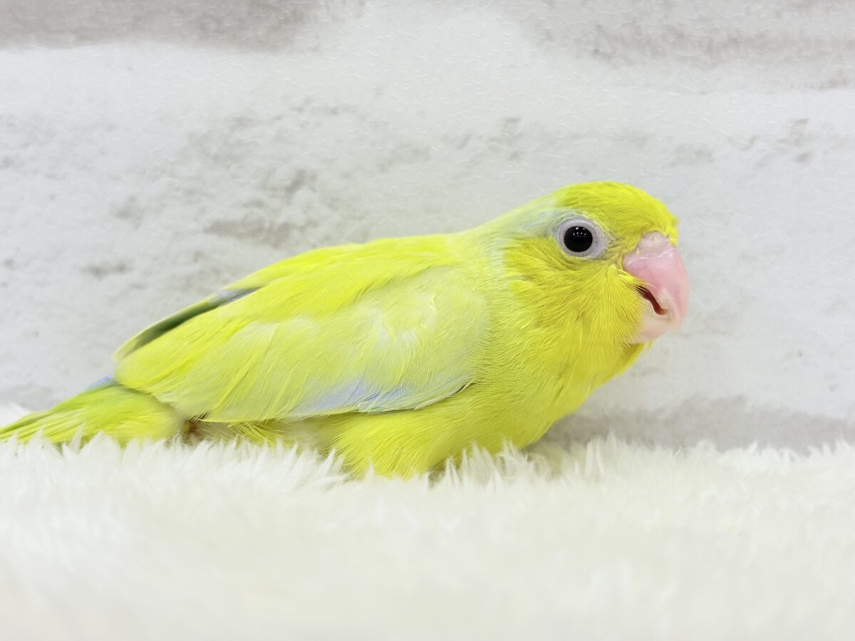 マメルリハ