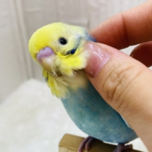 あと一羽⭐️最新画像有ります🌱華やかすぎるパステルちゃん💐💕セキセイインコのパステルレインボーチーム🌈