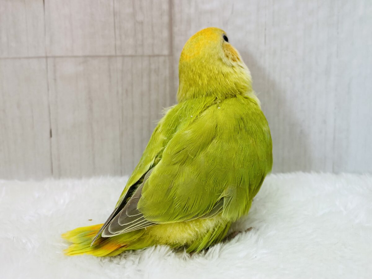コザクラインコ（小桜インコ）