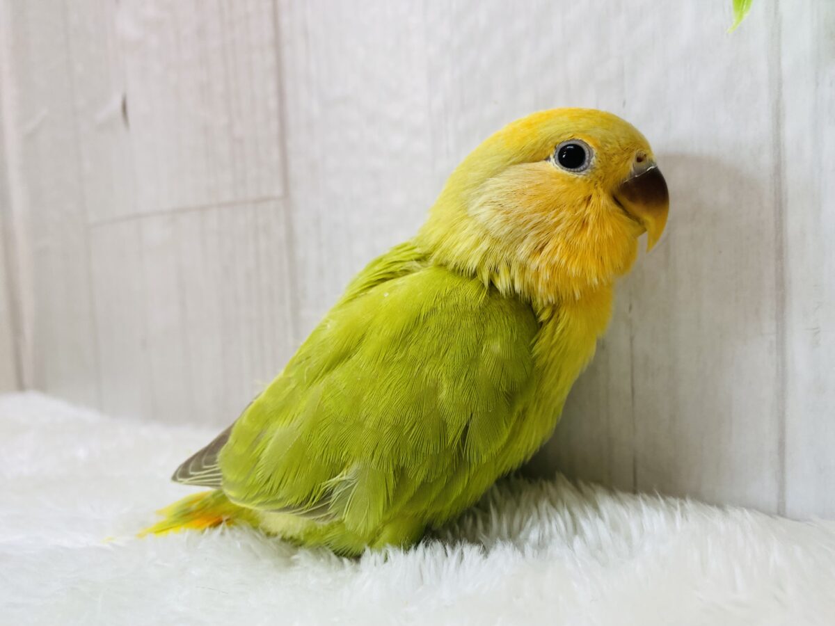 コザクラインコ（小桜インコ）