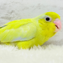 擬態中⁈キンカ鳥の雛入舎しました〜♡