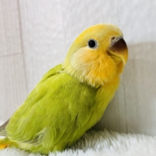 最新画像有ります❗️💚温かみを感じちゃう🧡コザクラインコ（オレンジフェイスオパーリン）🍊