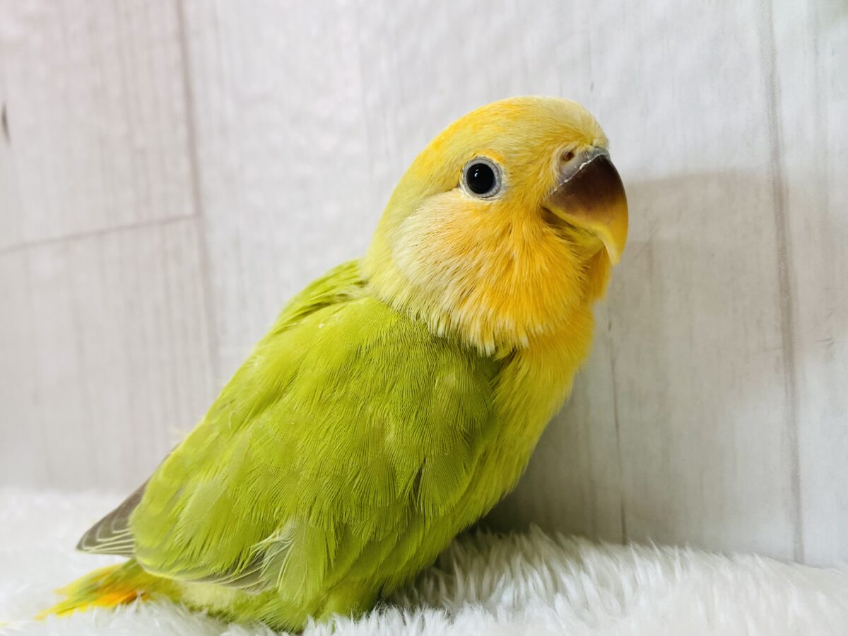 最新画像有ります❗️💚温かみを感じちゃう🧡コザクラインコ（オレンジフェイスオパーリン）🍊