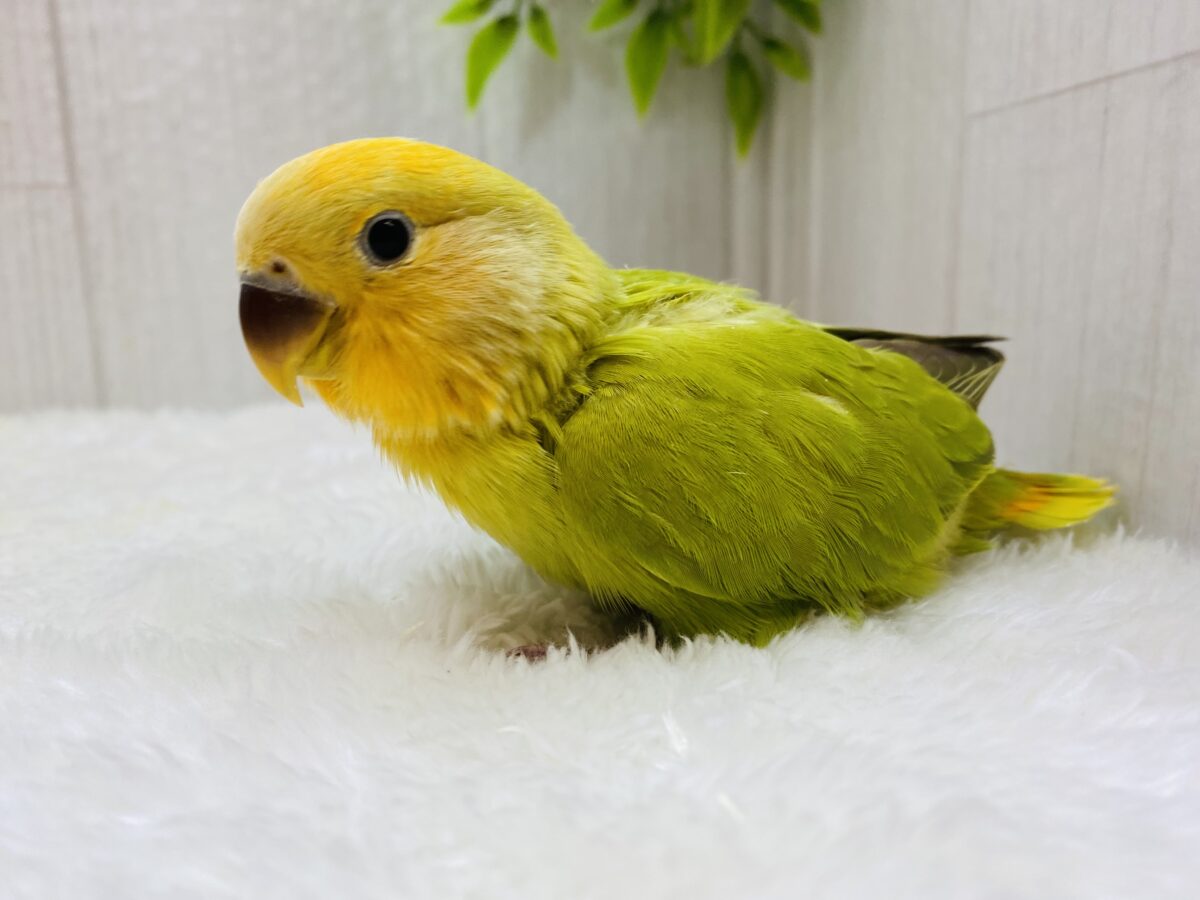 コザクラインコ（小桜インコ）