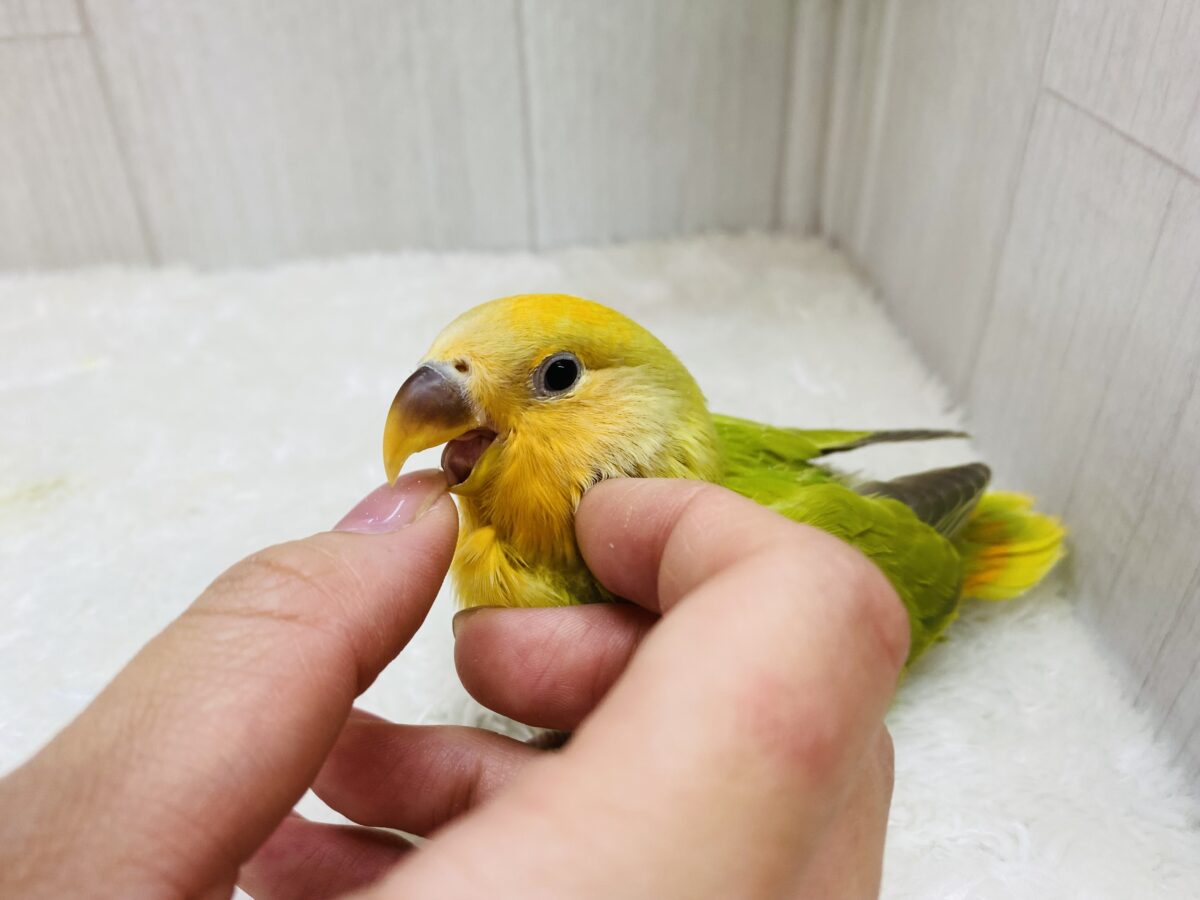 コザクラインコ（小桜インコ）