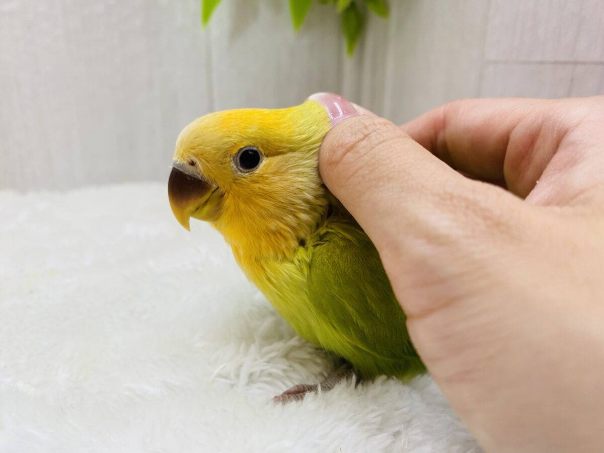 コザクラインコ（小桜インコ）