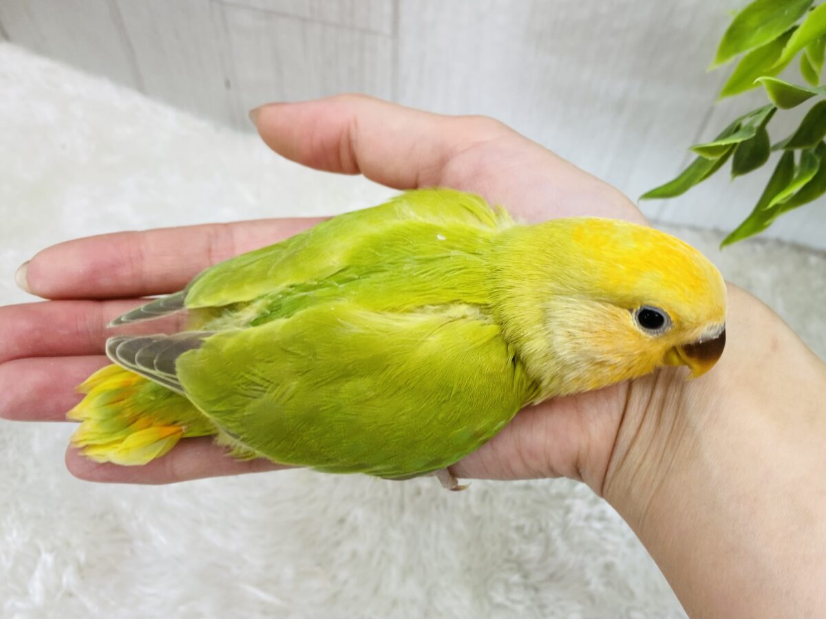 コザクラインコ（小桜インコ）