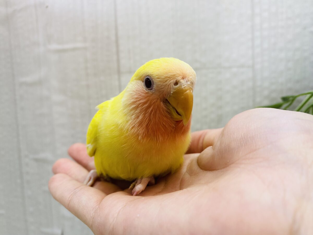 コザクラインコ（小桜インコ）