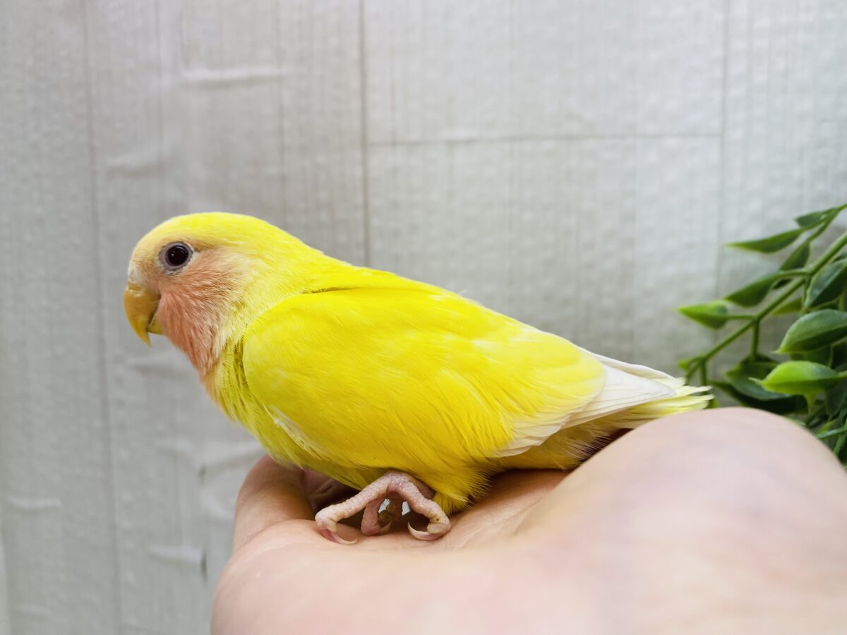 コザクラインコ（小桜インコ）