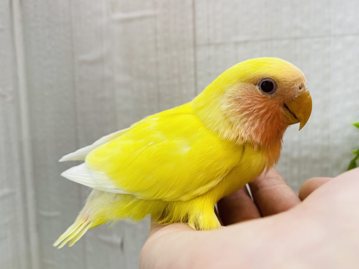 コザクラインコ（小桜インコ）
