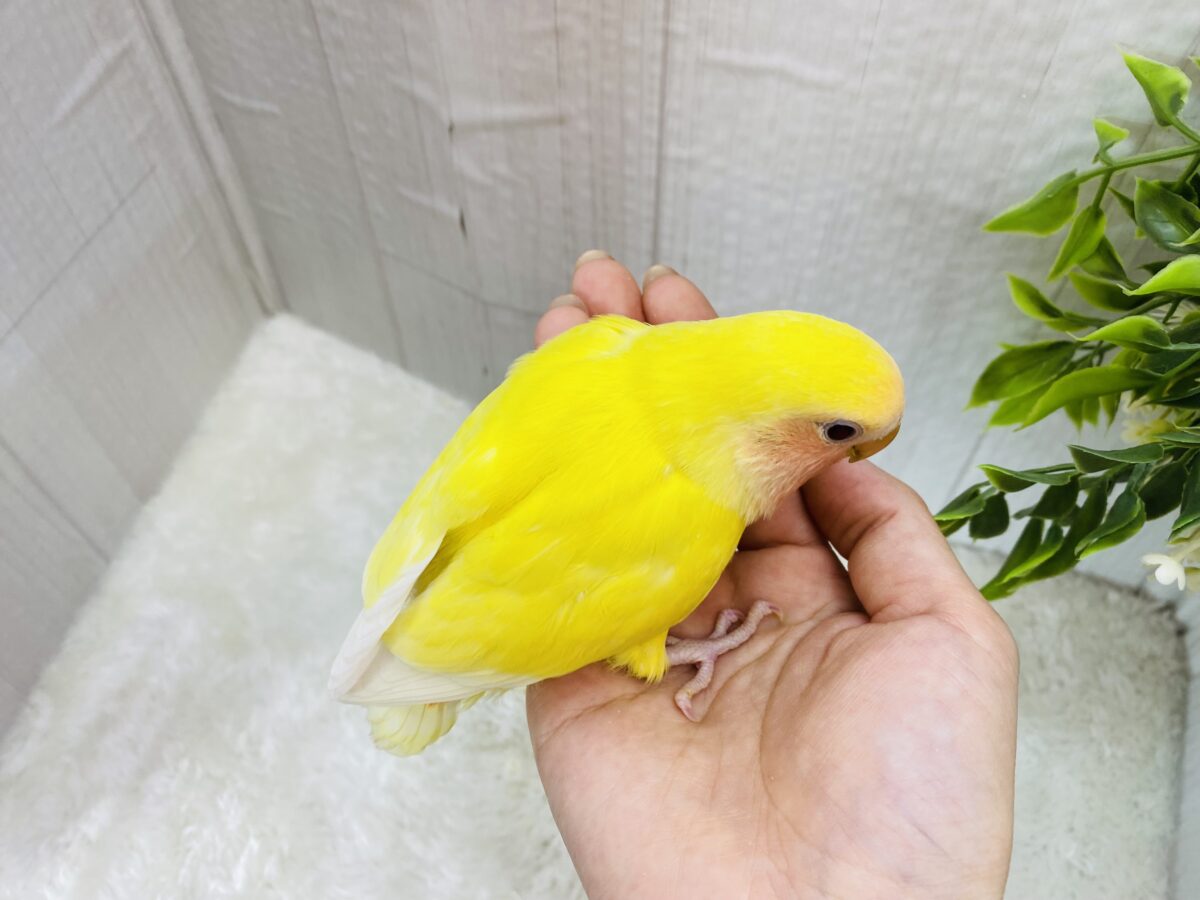 コザクラインコ（小桜インコ）
