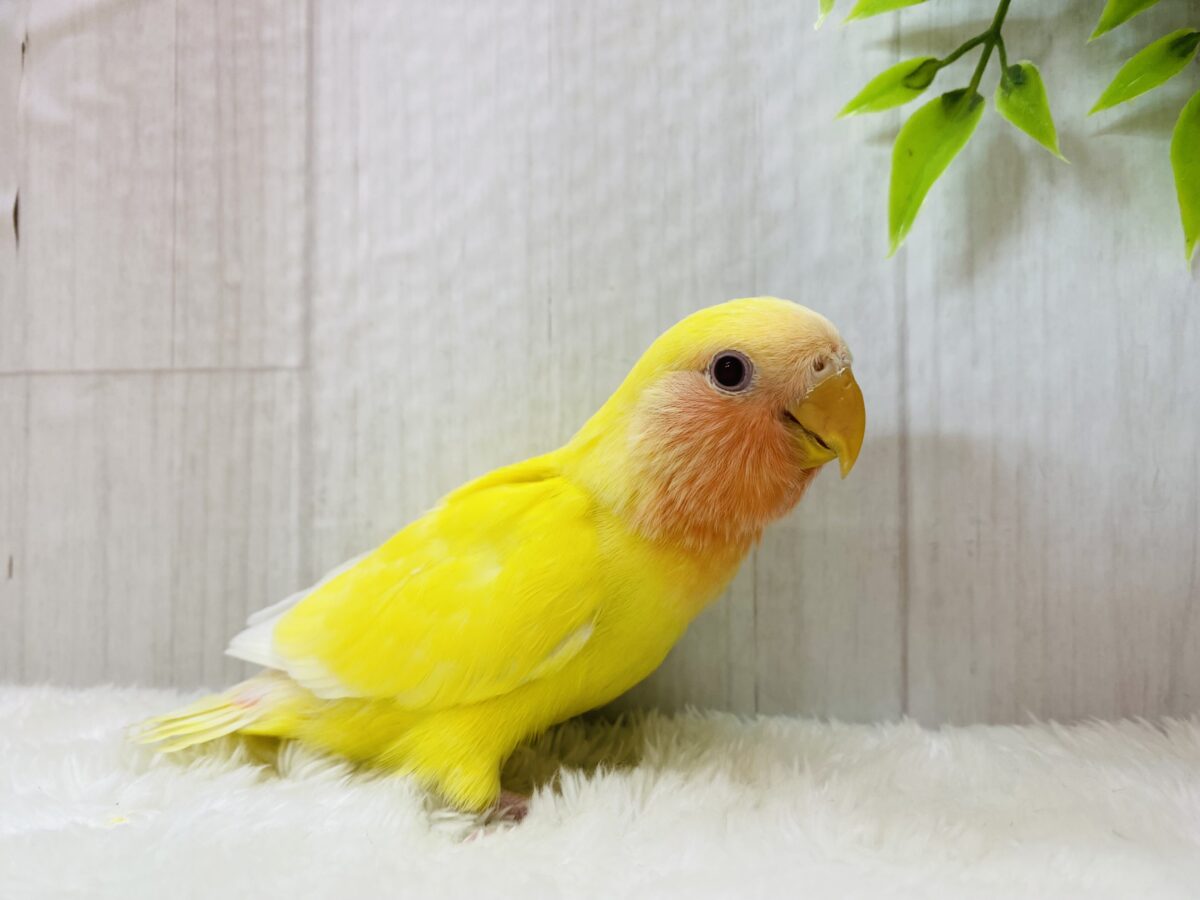 コザクラインコ（小桜インコ）