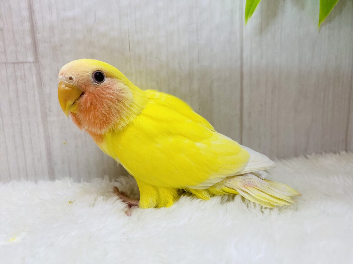 コザクラインコ（小桜インコ）