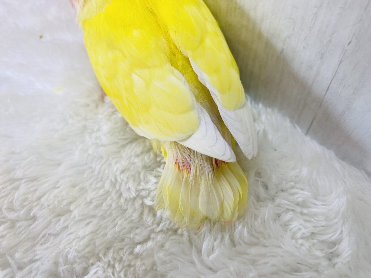コザクラインコ（小桜インコ）