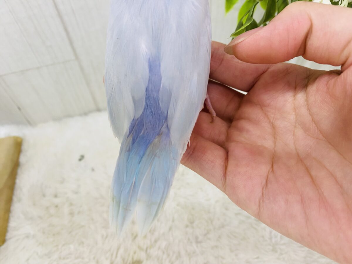 マメルリハ