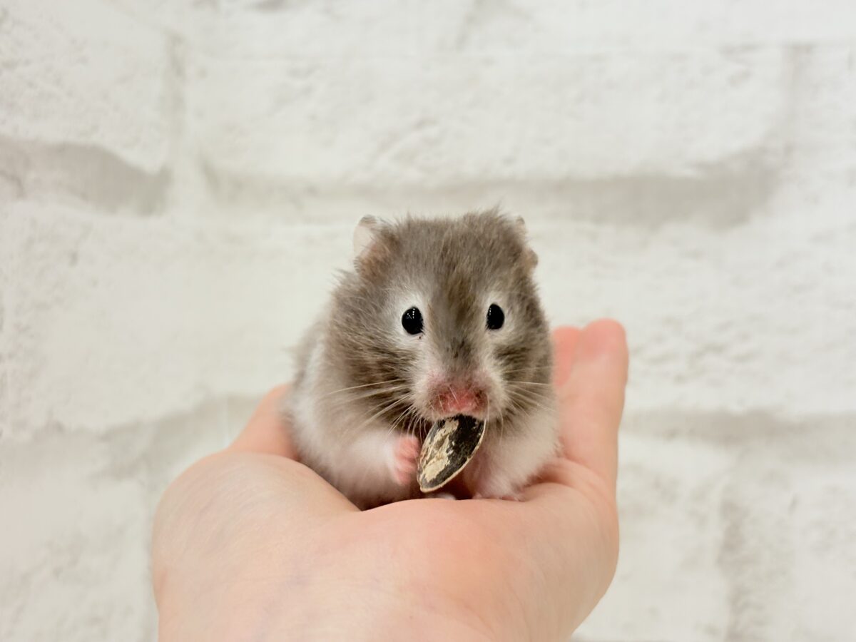 ゴールデンハムスター
