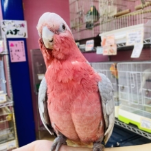 最新画像有ります‼️甘え上手なキューティーガール🍑モモイロインコのモモちゃん❣️