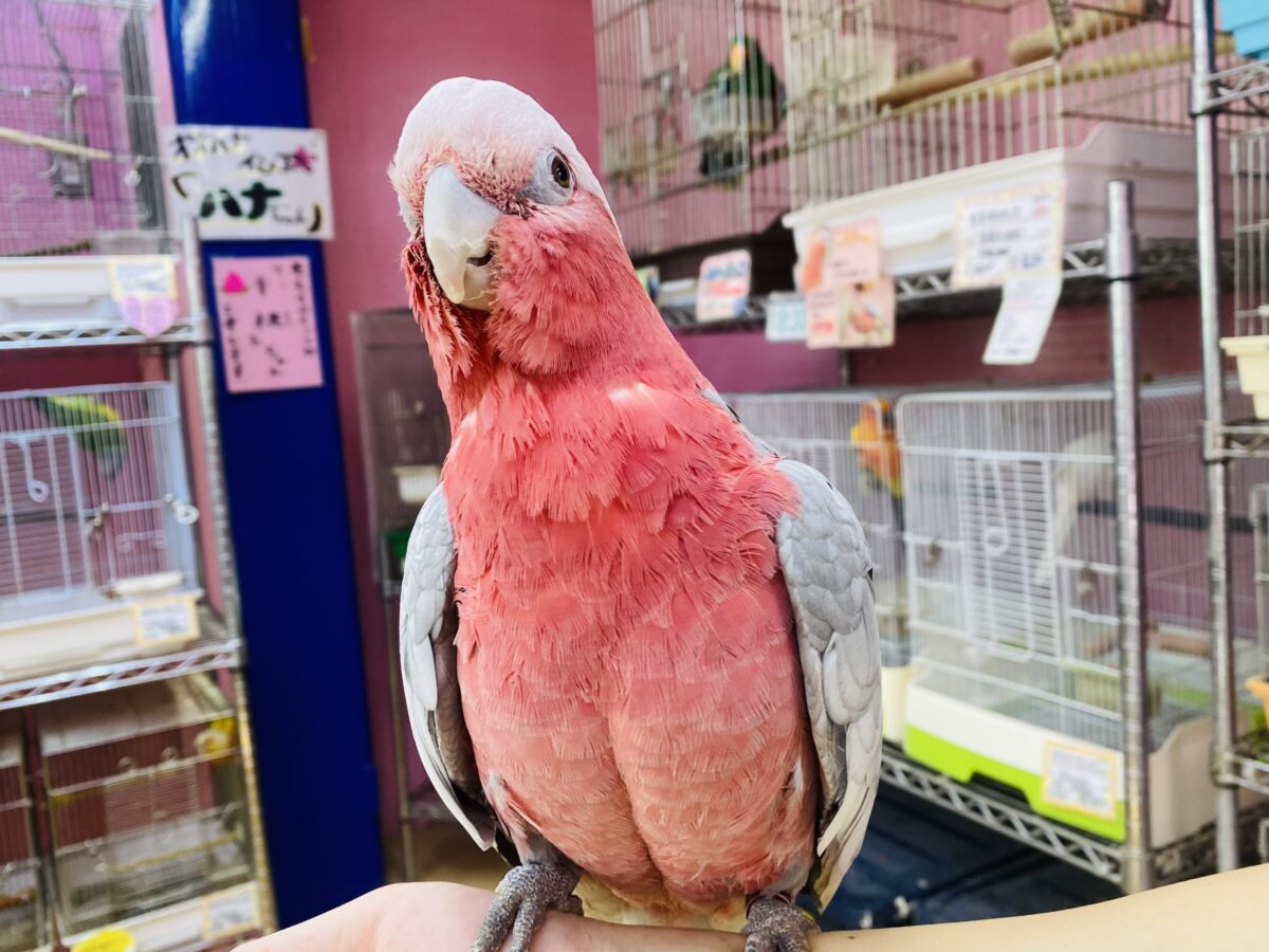 最新画像有ります‼️甘え上手なキューティーガール🍑モモイロインコのモモちゃん❣️