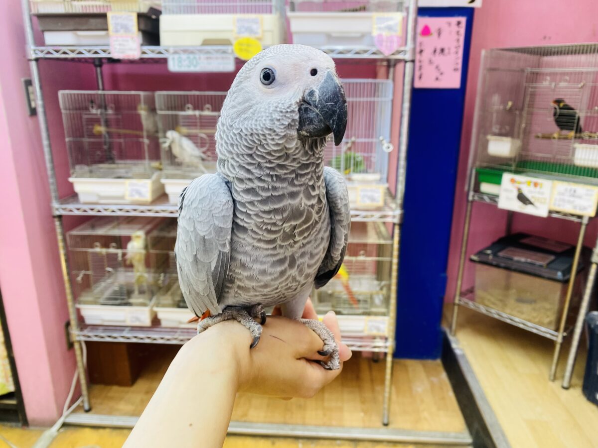 ヨウム