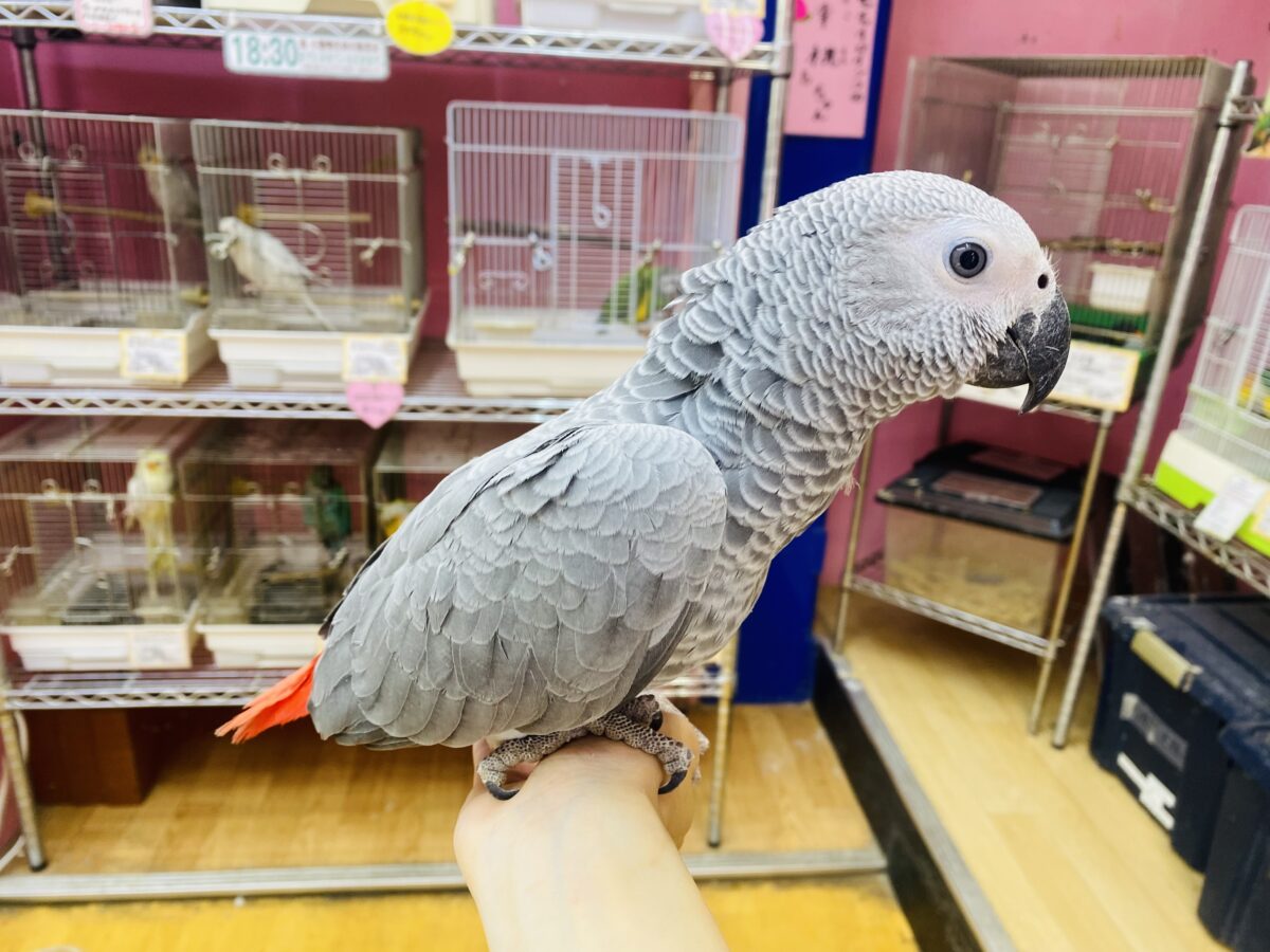 ヨウム