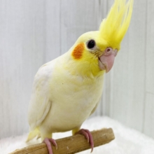 最新画像有ります‼️まるまる❤️癒し担当ですっ🥚💛オカメインコのルチノー❗️
