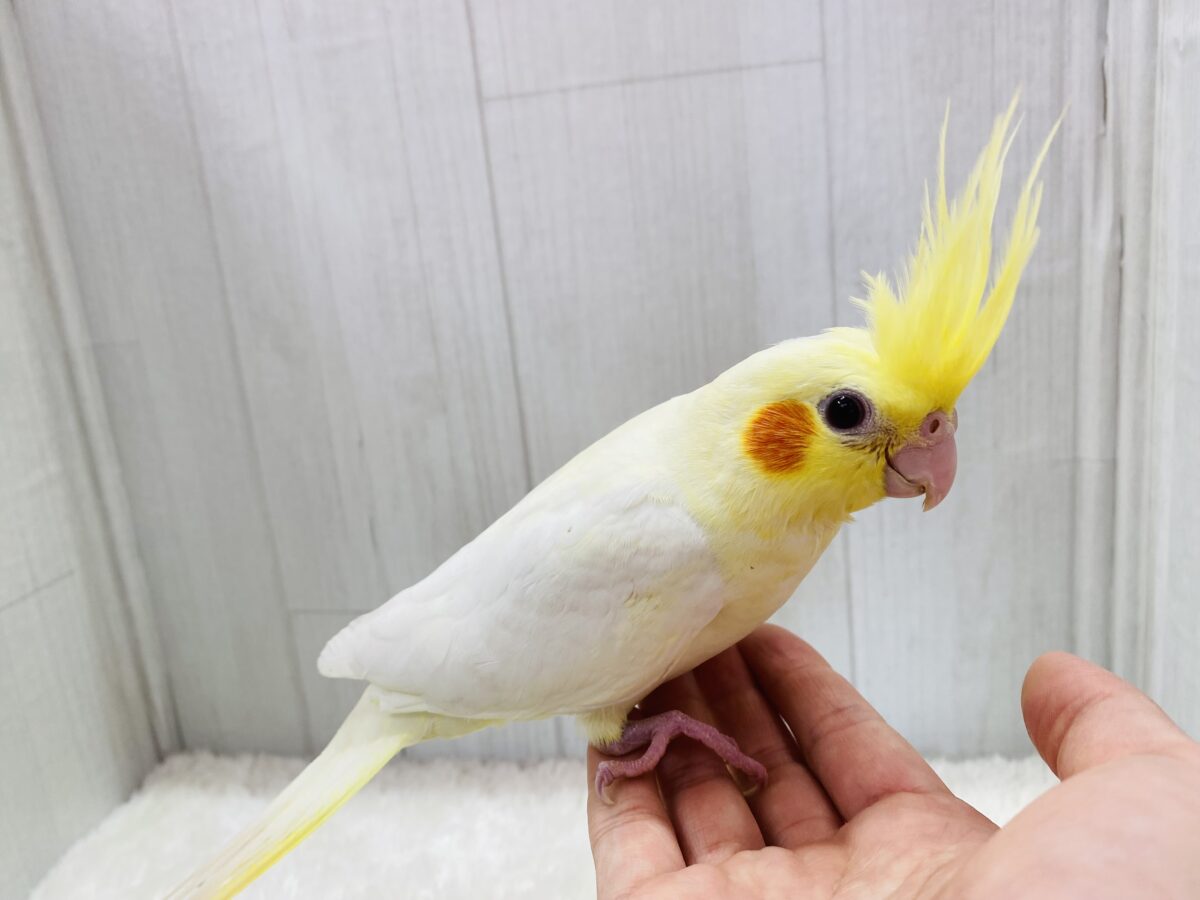 オカメインコ