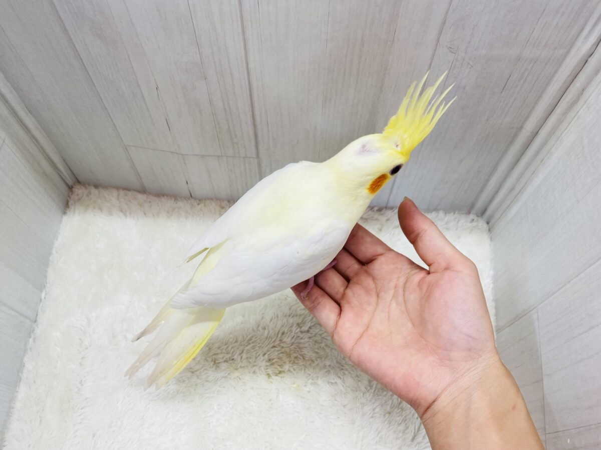 オカメインコ