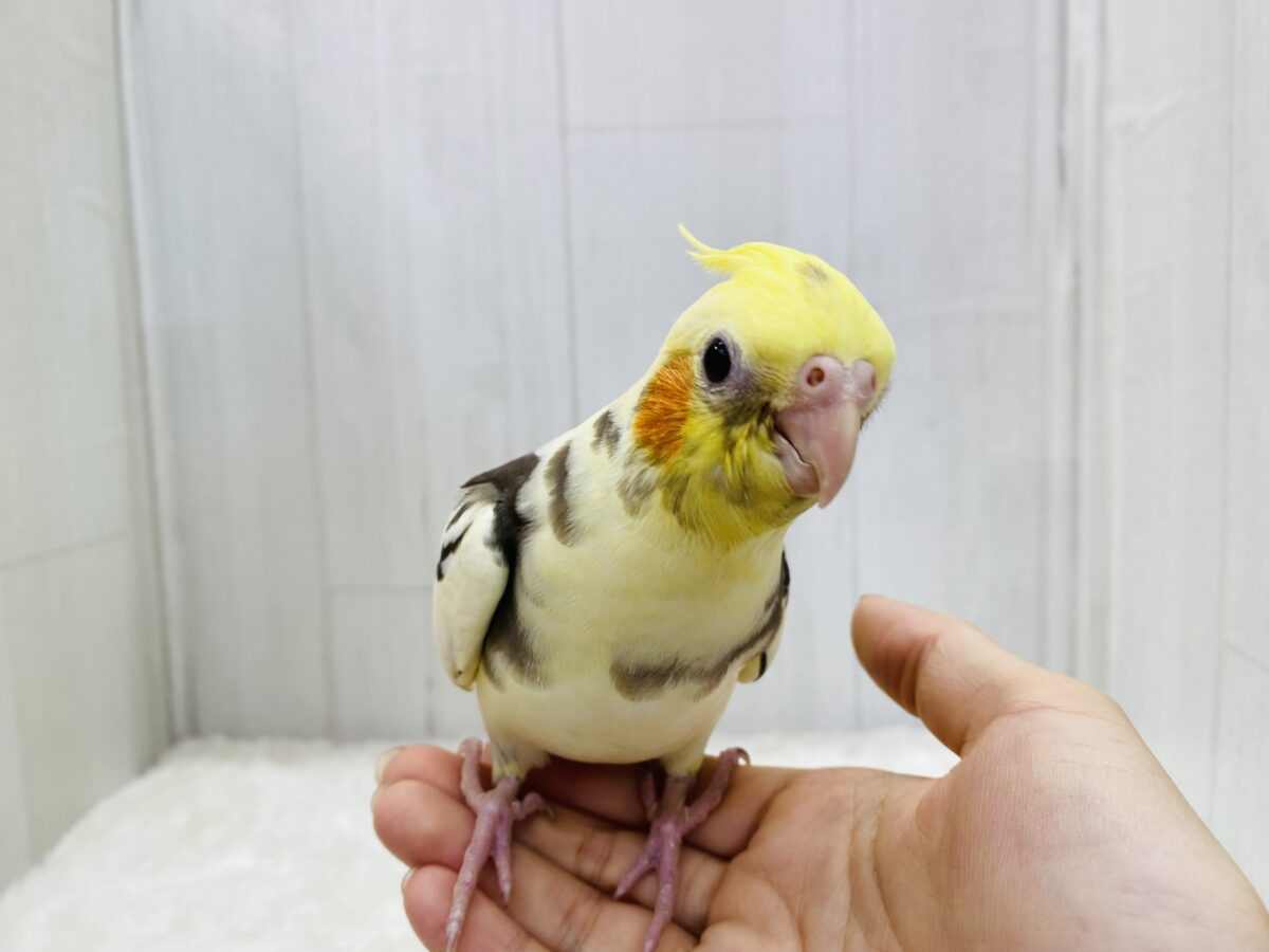 オカメインコ