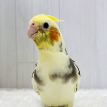 最新画像有ります❗️キリッとまだら模様✨✨元気モリモリ💪オカメインコパイドカラー⭐️