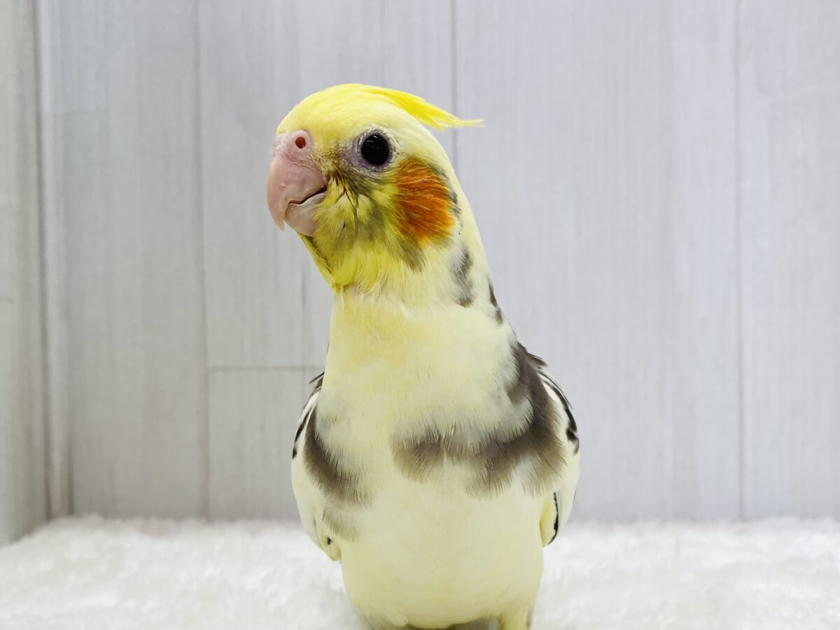最新画像有ります❗️キリッとまだら模様✨✨元気モリモリ💪オカメインコパイドカラー⭐️
