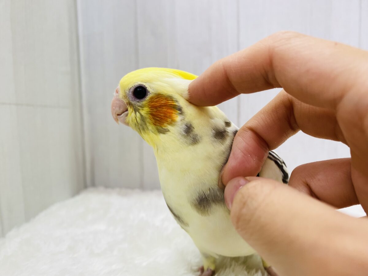 オカメインコ