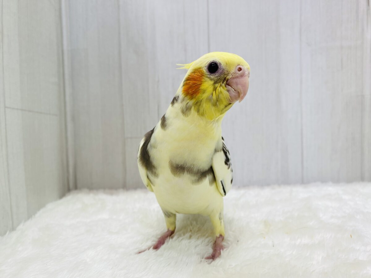 オカメインコ