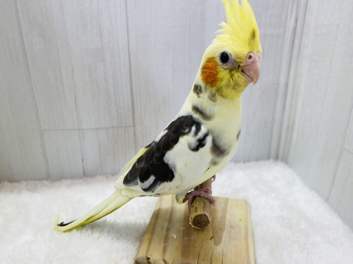 オカメインコ