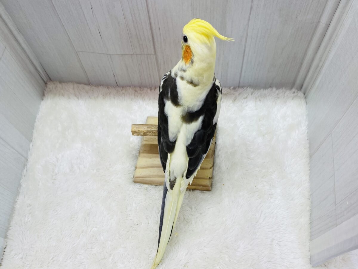 オカメインコ