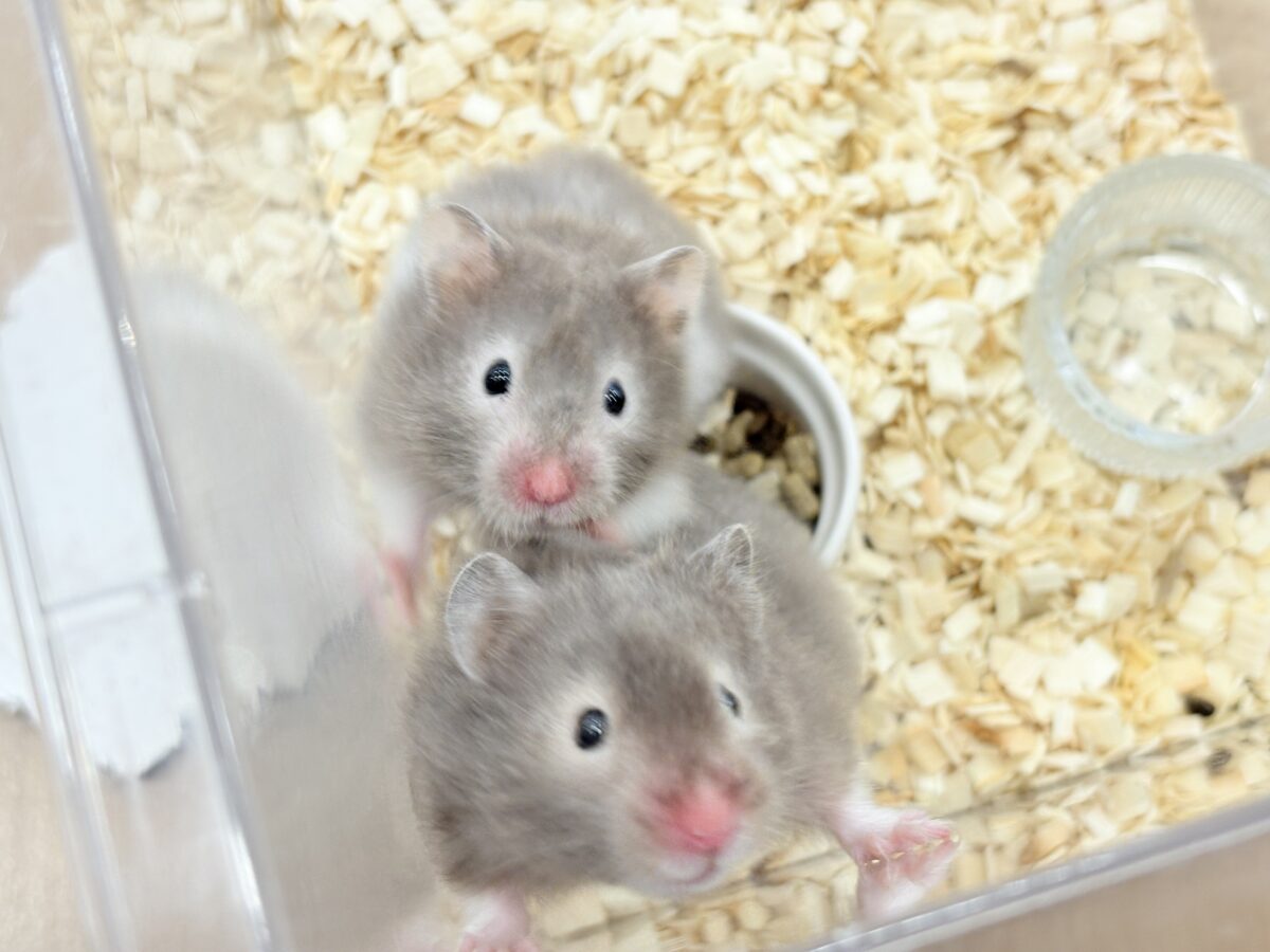 ゴールデンハムスター