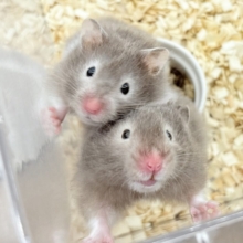 我先に〜！食いしん坊ガール🐹🌻セーブルハムスター(女の子)