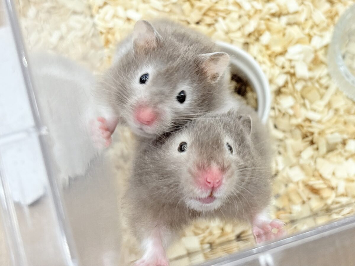 我先に〜！食いしん坊ガール🐹🌻セーブルハムスター(女の子)