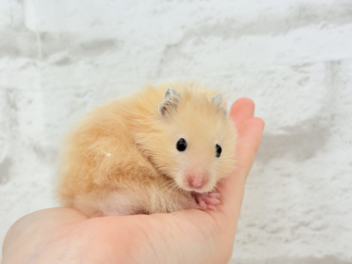 ゴールデンハムスター