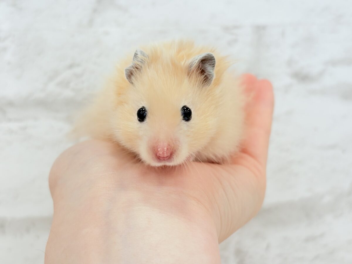 ゴールデンハムスター