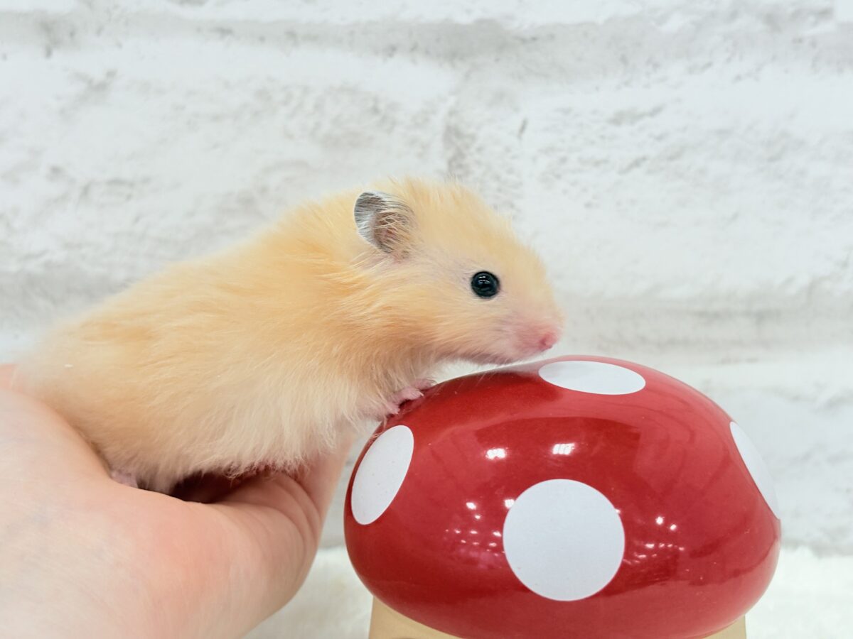 ゴールデンハムスター