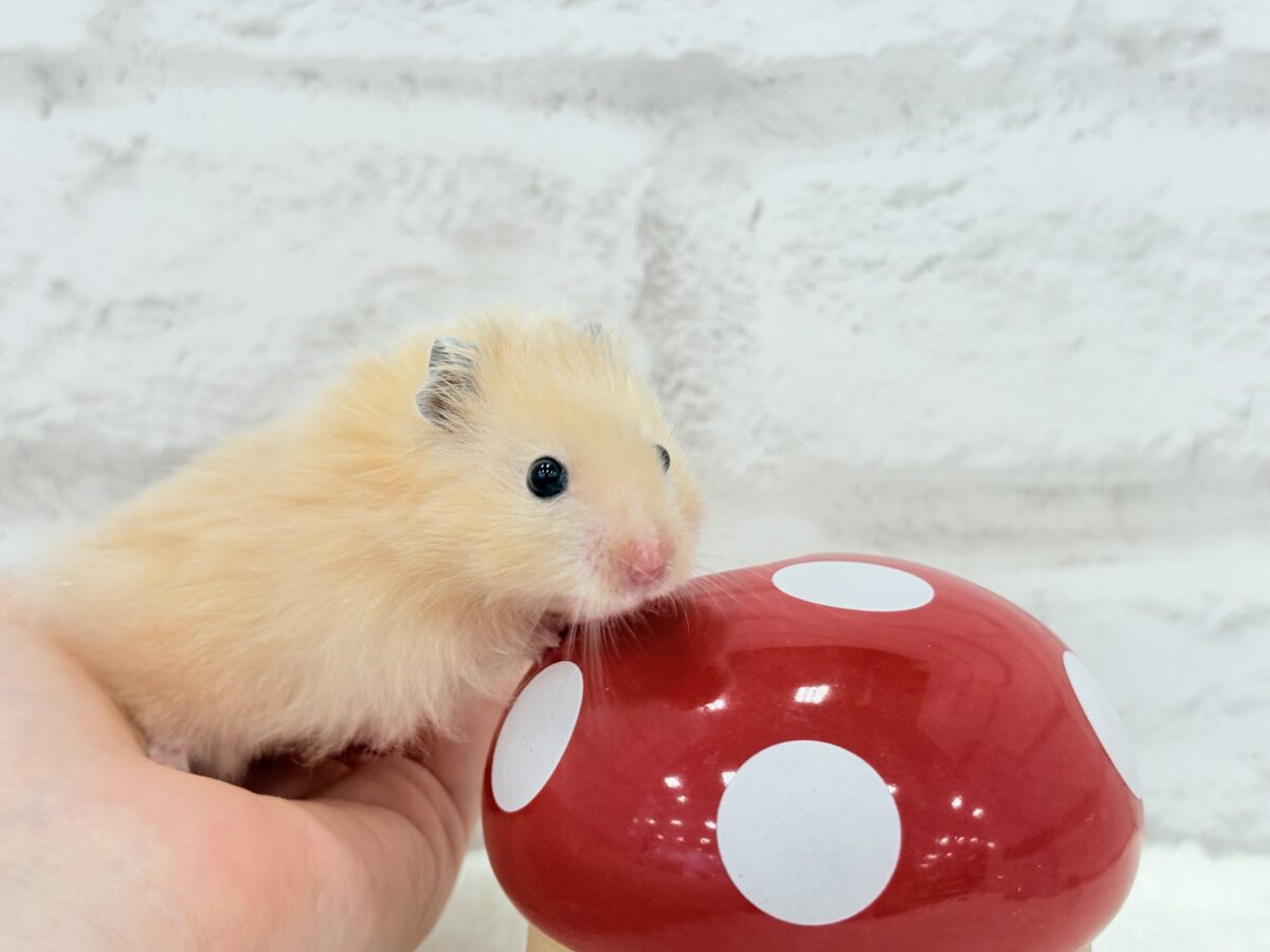 ゴールデンハムスター
