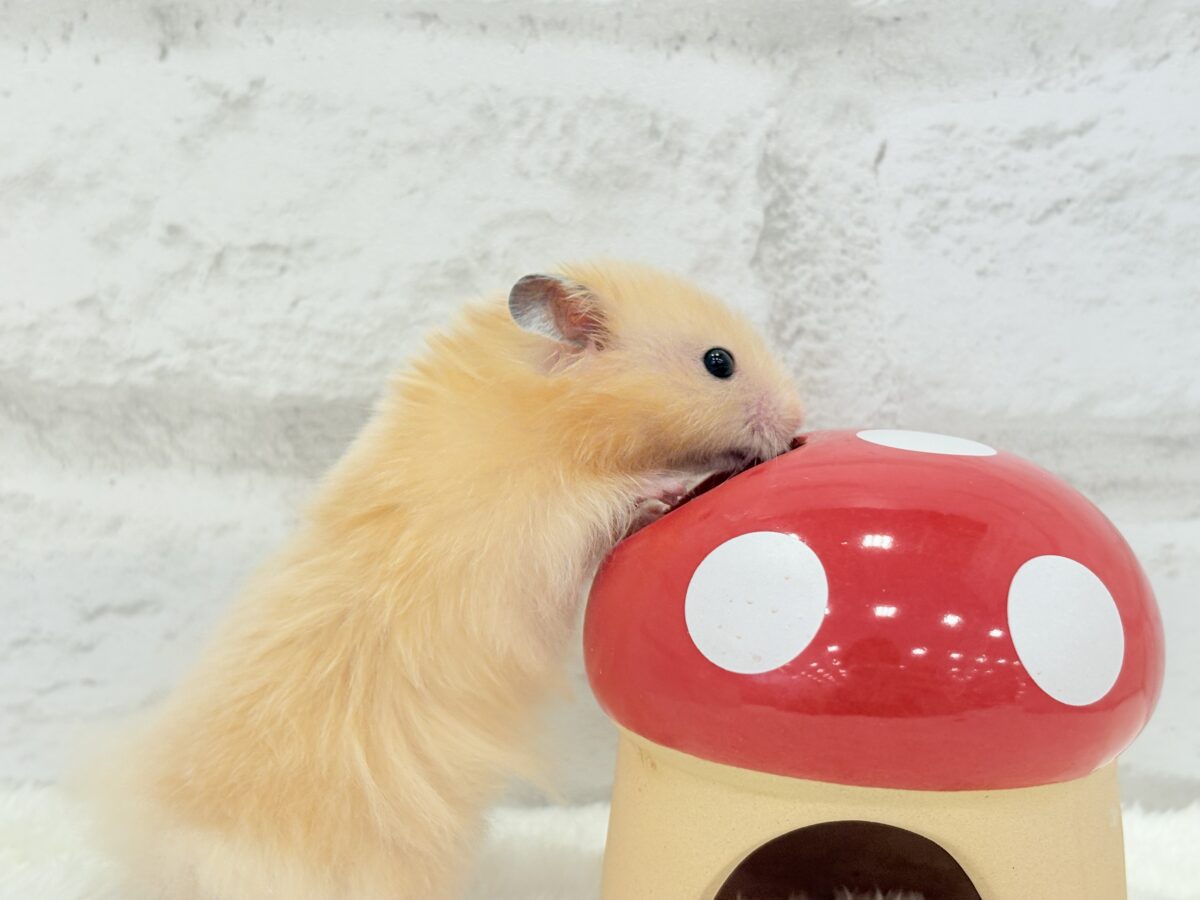 ゴールデンハムスター