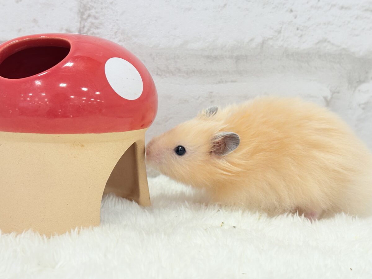 ゴールデンハムスター