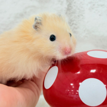 甘々プリティーフェイス🐹💖サテンハムスター(アプリコット) 男の子